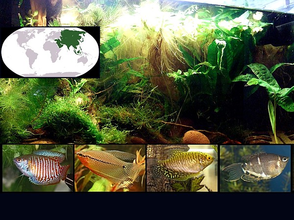Peces laberíntidos