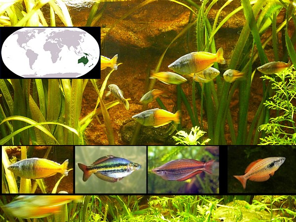Peces de Oceanía y Pacífico