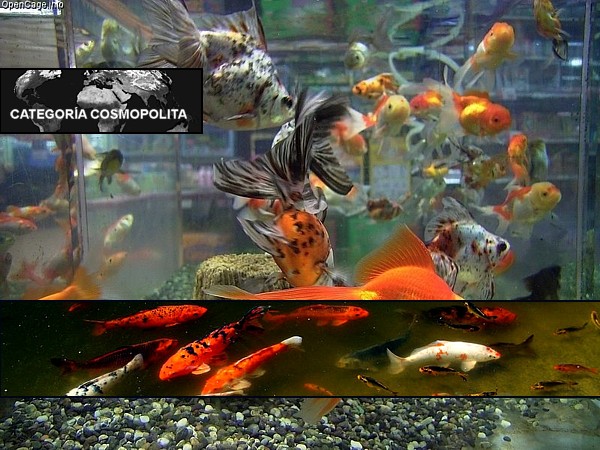 Peces agua fría
