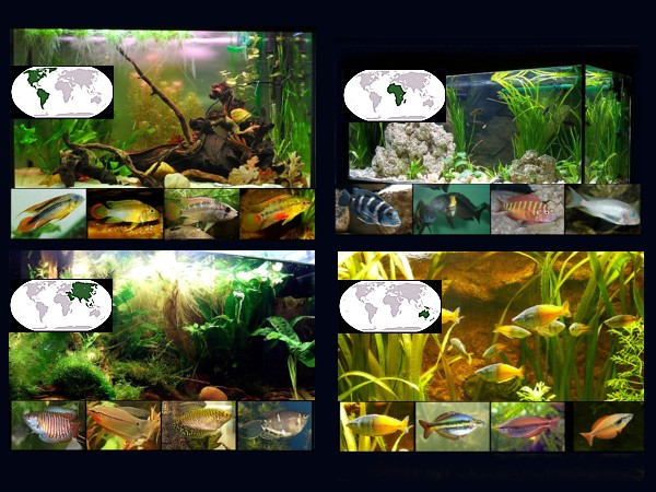 Glosarios peces