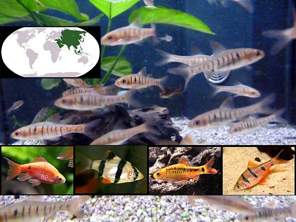 Peces barbos y danios