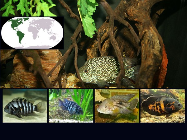 Peces cíclidos americanos
