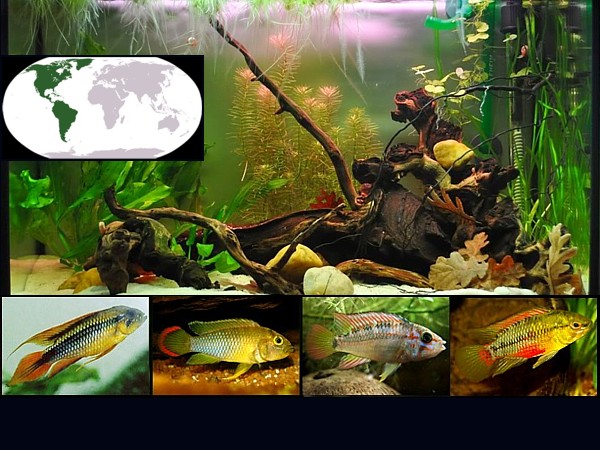 Peces cíclidos enanos