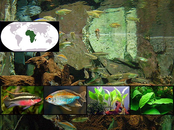 Peces fluviales africanos