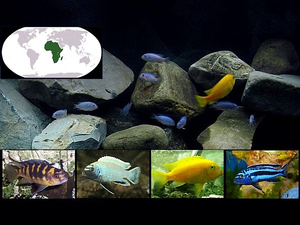 Peces lago Malawi