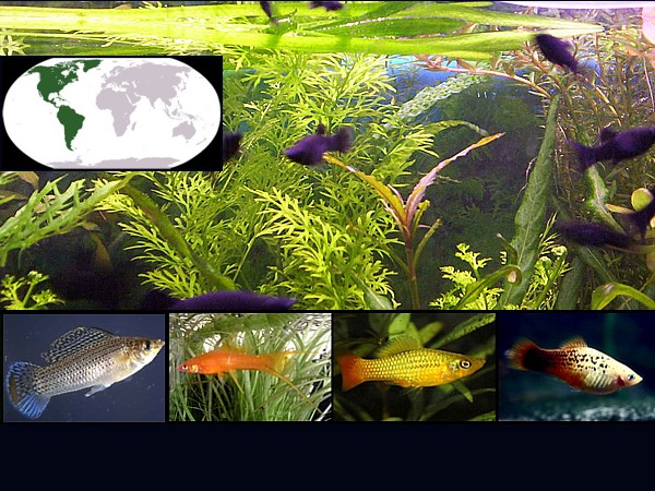 Peces pecílidos
