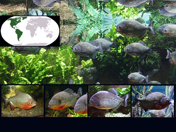 Peces piraña