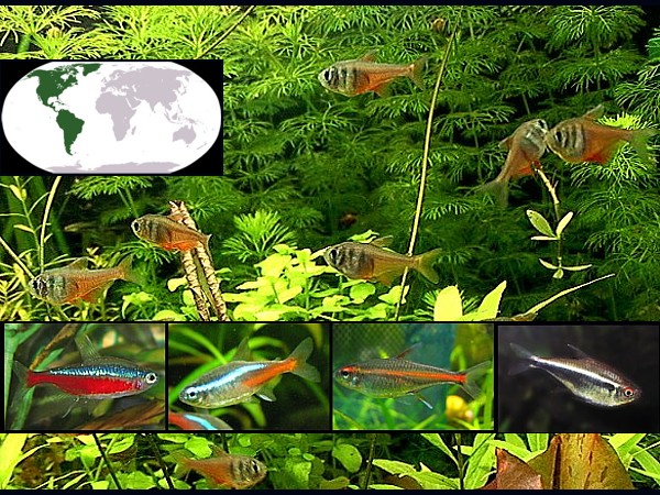 Peces tetras