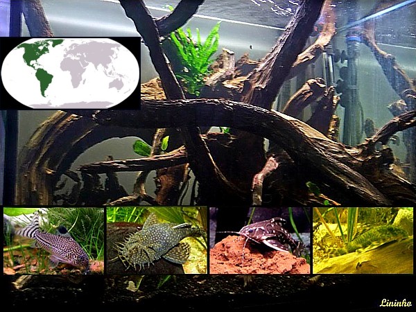 Peces gato armados