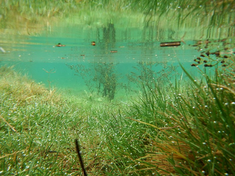 Clot inundado, pradera