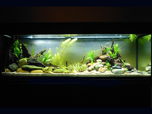 Agua templada (Cosmopolita)