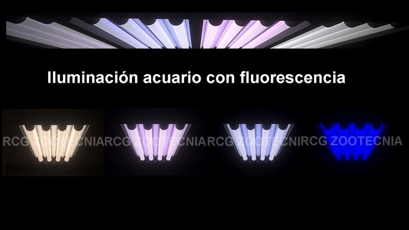 Fluorescencia