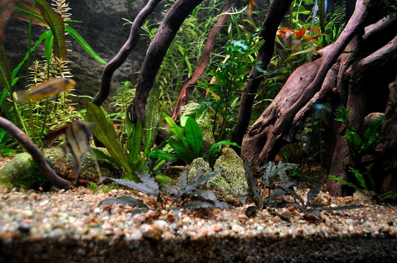Plantas acuario