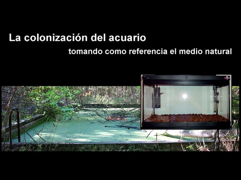 La colonización: El origen (Ciclado)