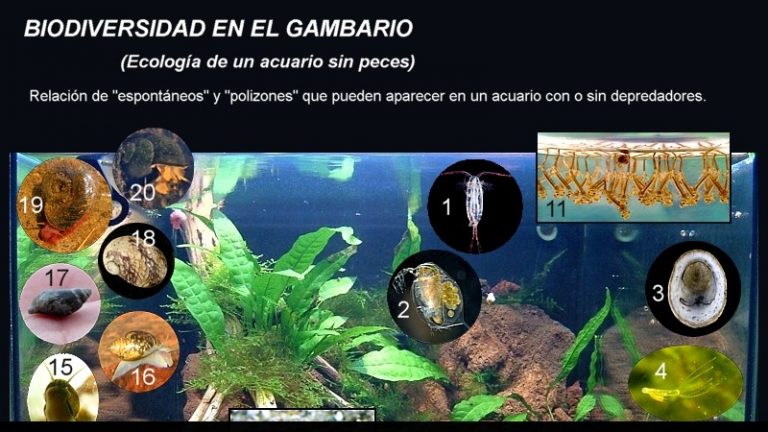 Biodiversidad en el gambario