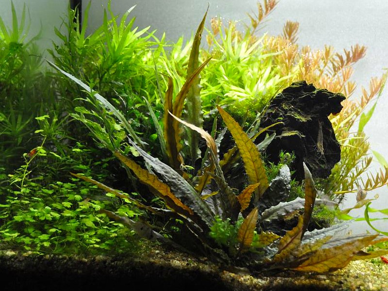 Las plantas