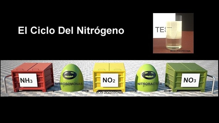 Ciclo del nitrógeno