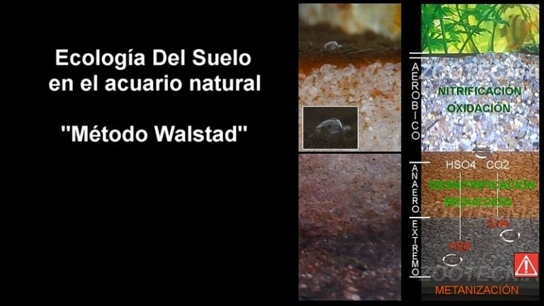 El acuario natural (El suelo. Teoría)