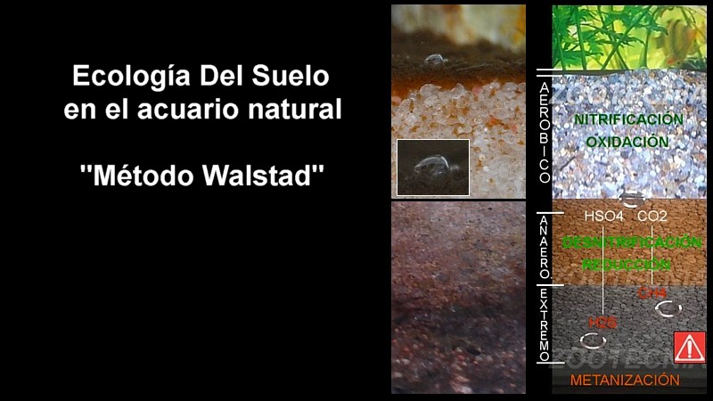 El acuario natural (El suelo. Teoría)