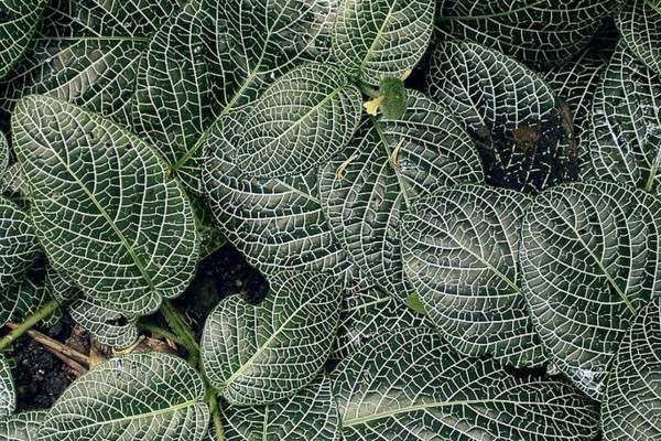 Fittonia albivenis