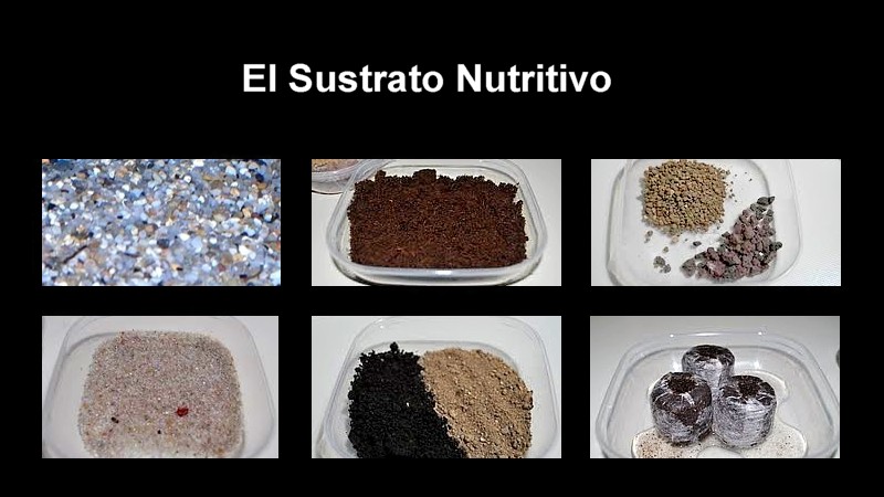 El sustrato nutritivo