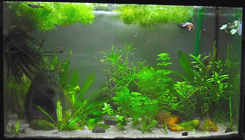 Acuario killis
