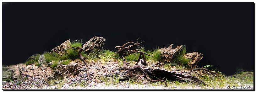 Aquascaping
