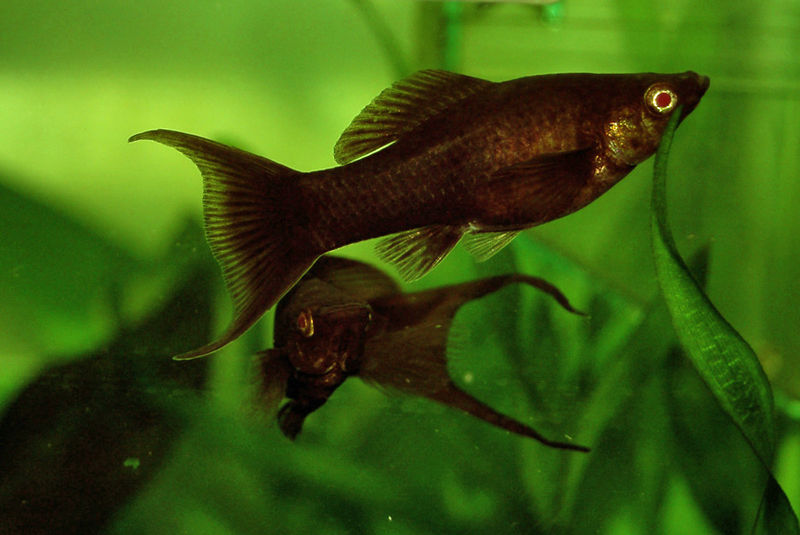 América (Pecílidos)