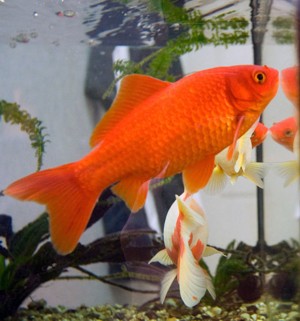 Carpín dorado