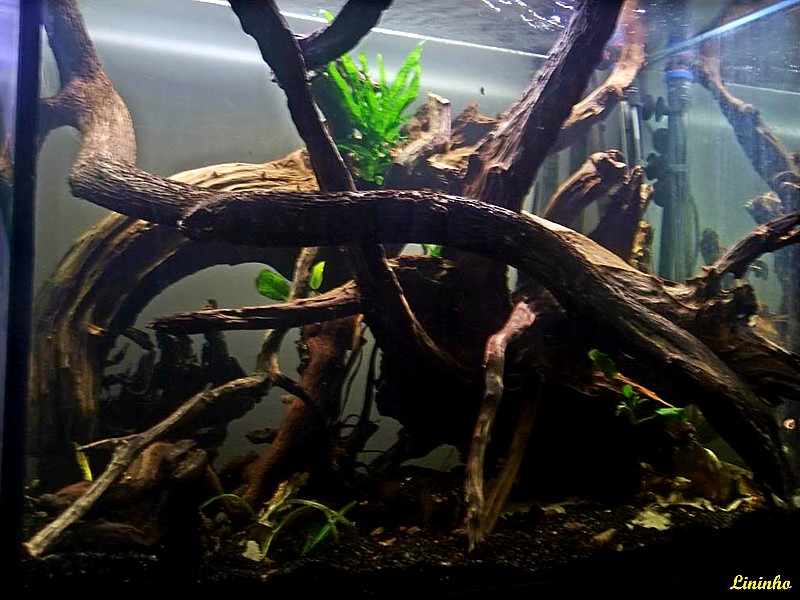Acuario viejas