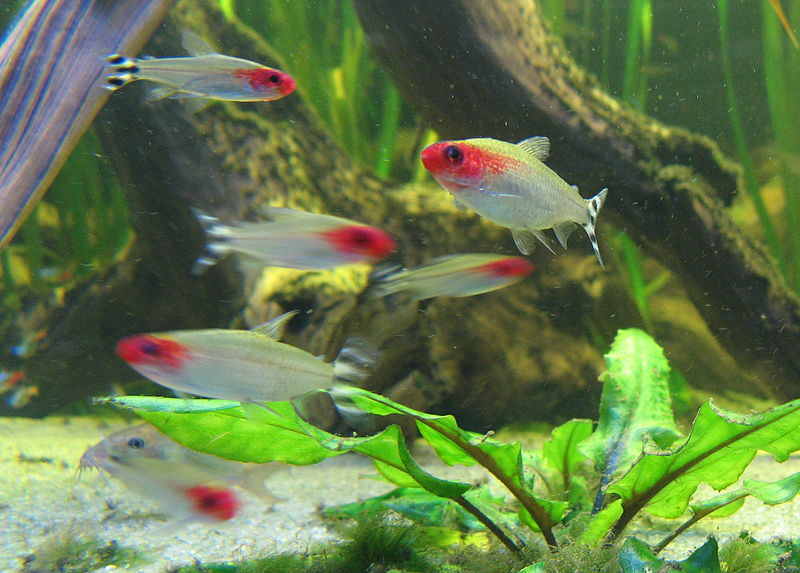 Borrachitos