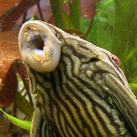 Panaque