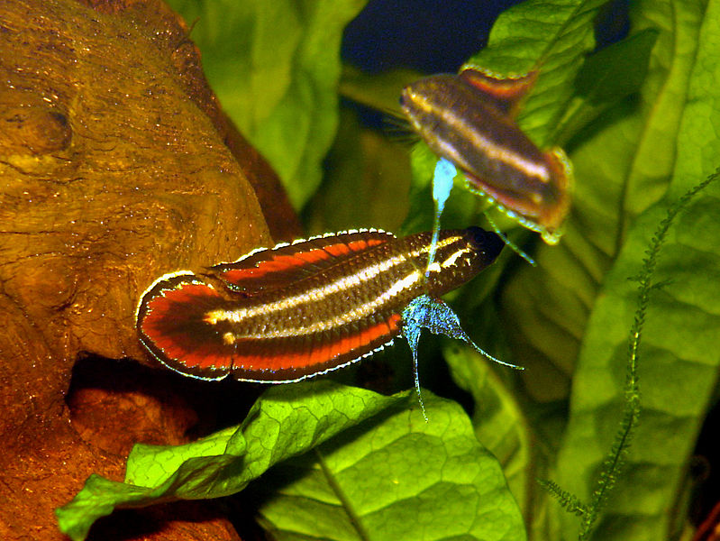 Gurami enano