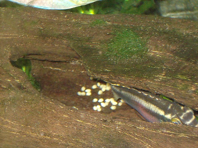 Nido kribensis