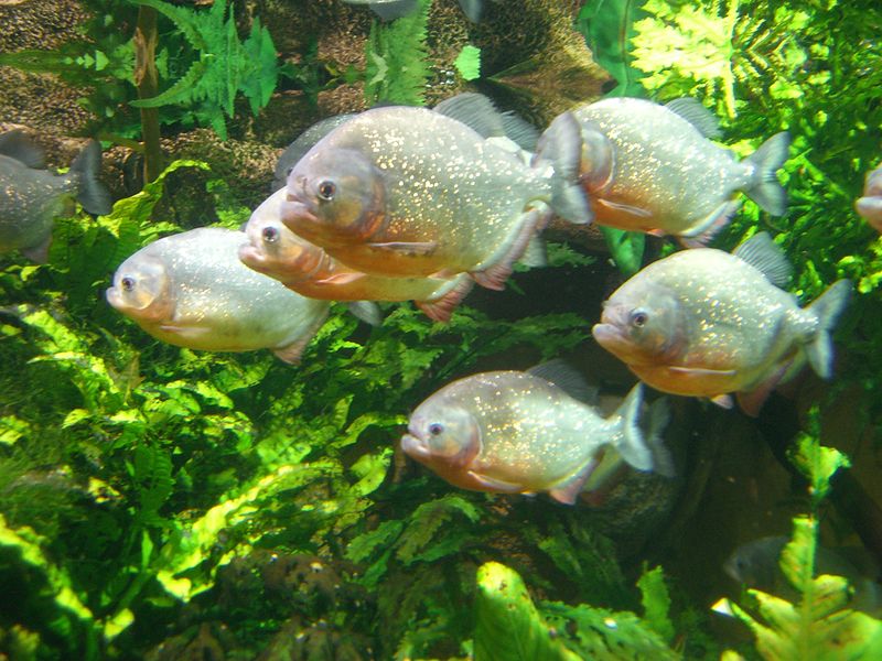 Piraña roja