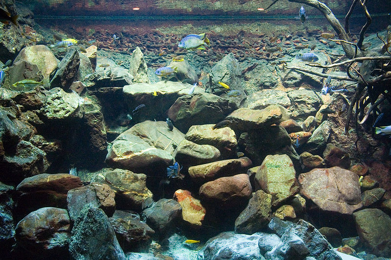 Acuario Malawi mbunas