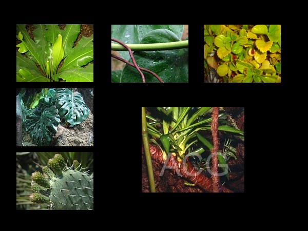 Plantas en el terrario