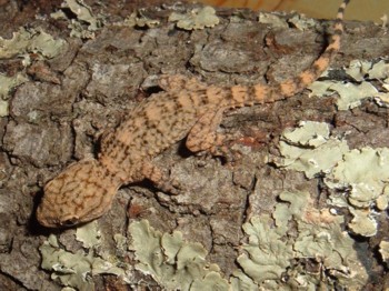 Tarentola mauritanica sobre encina