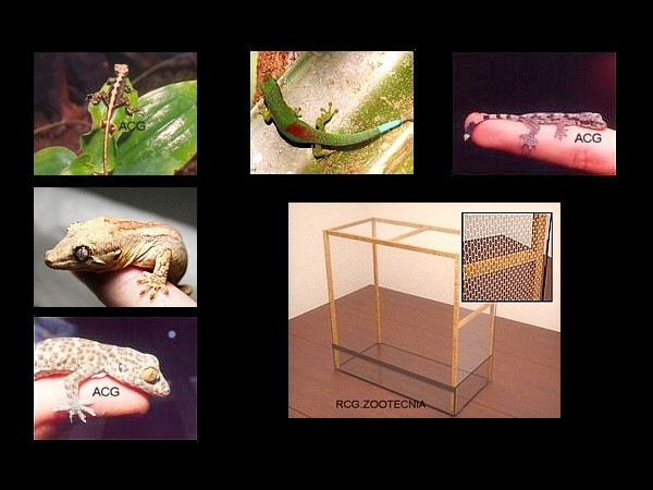Reptiles terrestres biotopos húmedos 2