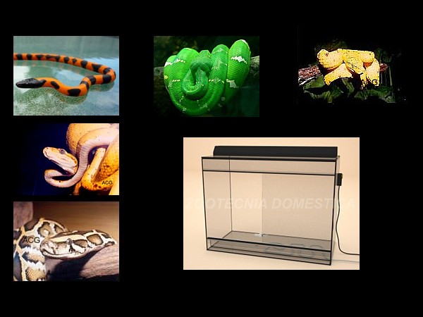 Reptiles terrestres biotopos húmedos 1