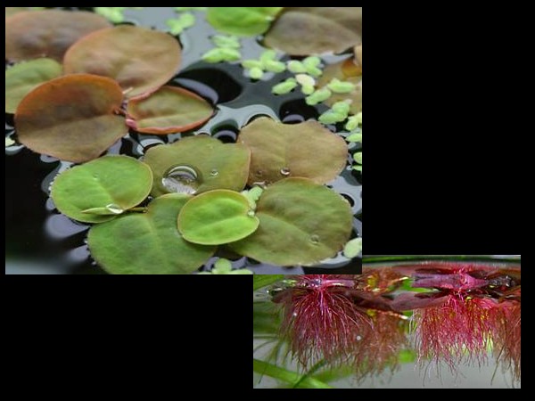 Phyllanthus fluitans "red"