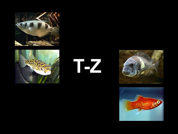 Atlas peces T-Z