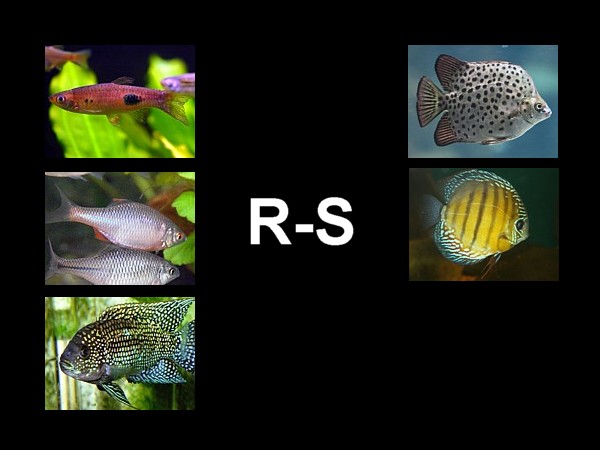 Atlas peces R-S