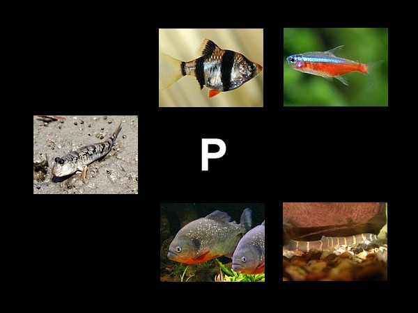 Atlas peces P
