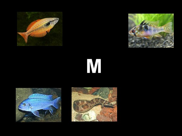 Atlas peces M