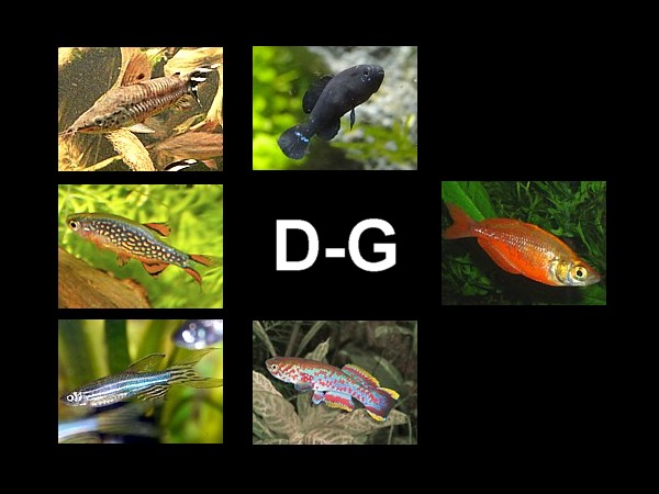 Atlas peces D-G