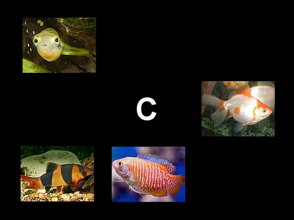 Atlas peces C