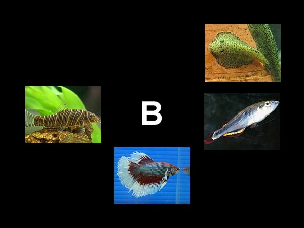 Atlas peces B