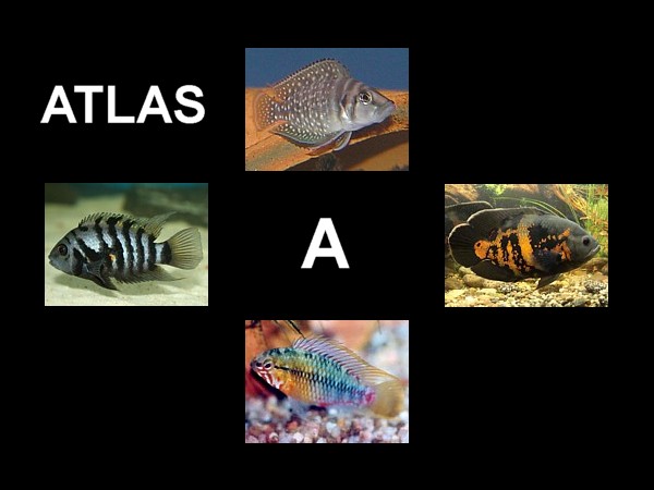 Atlas peces A