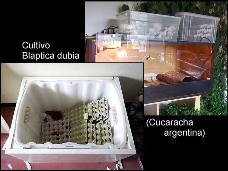 Cría Blaptica dubia, cucaracha argentina